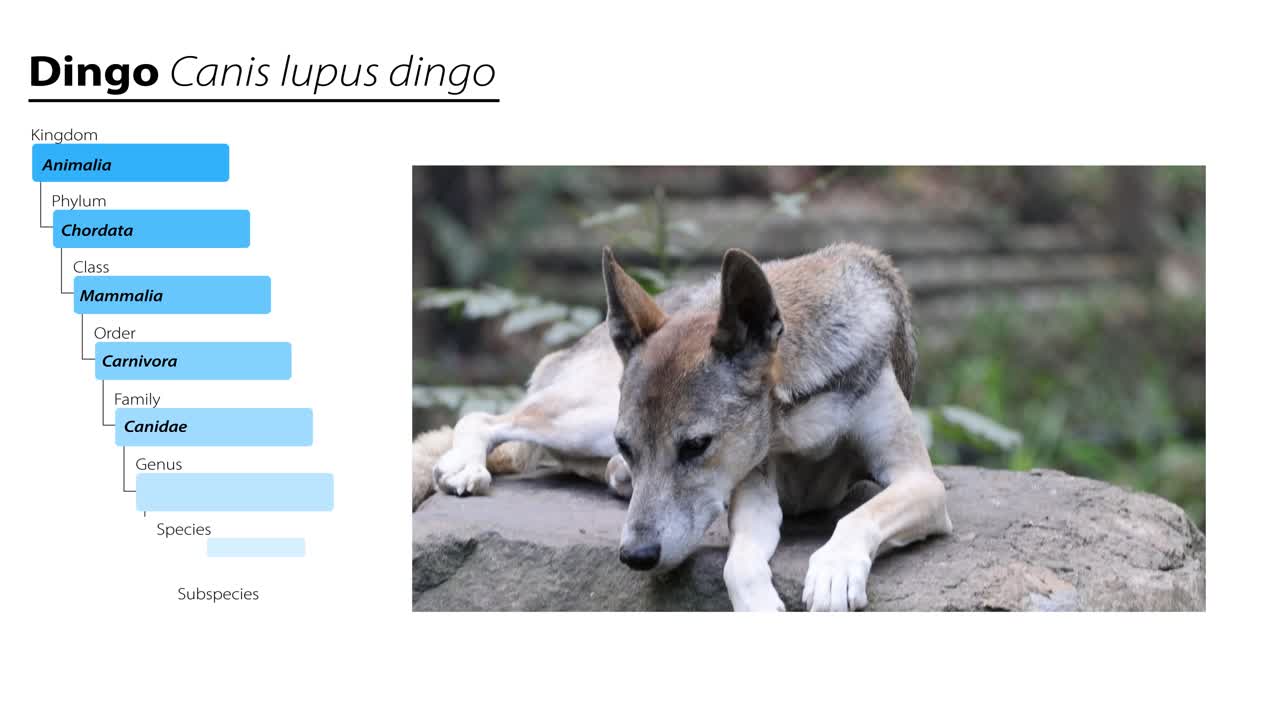 el dingo explora y descansa en un entorno forestal