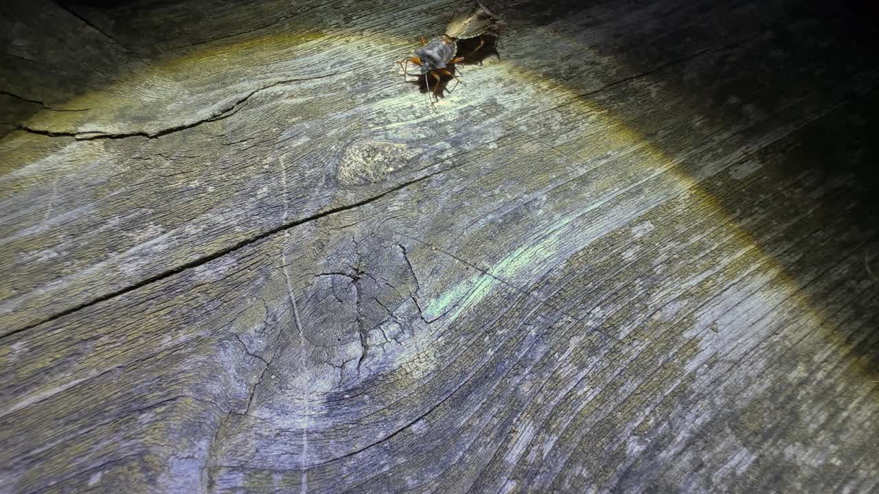 insectos del bosque de apareamiento o insectos del escudo de patas rojas (pentatoma rufipes) caminando sobre una vieja mesa de madera robusta.