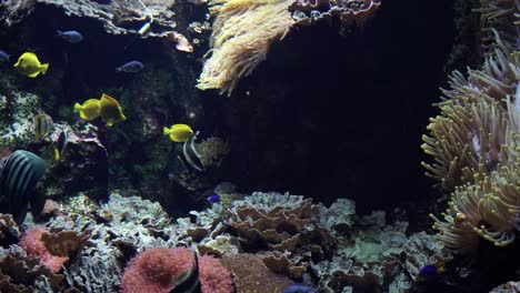 tropical fish with different colors and shapes swimming through corals