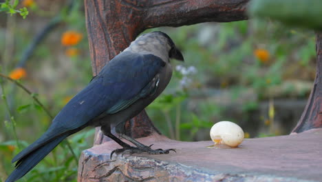 Un-Cuervo-Doméstico-Parado-En-Un-Banco-Del-Parque-Comiendo-La-Yema-De-Un-Huevo