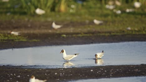 black headed gulls catching fish, slow motion