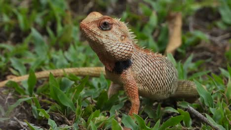 lagarto encontrando comida y comiendo