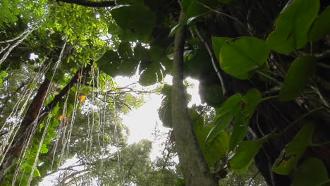 Una-Gran-Foto-De-ángulo-Bajo-De-Una-Selva-Tropical-O-Una-Selva-Tropical