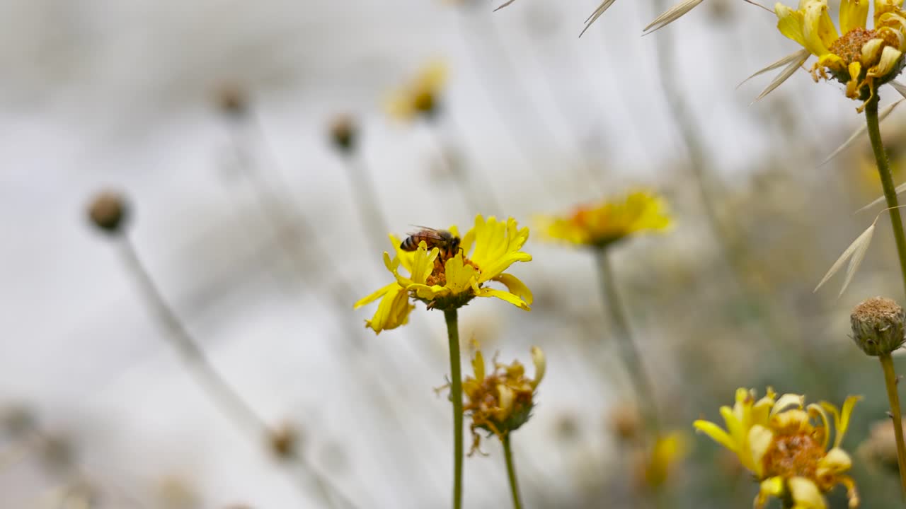 una abeja de miel amarilla brillante polinizando una margarita amarilla con un río apresurado borroso en el fondo luego la abeja volando lejos 60fps