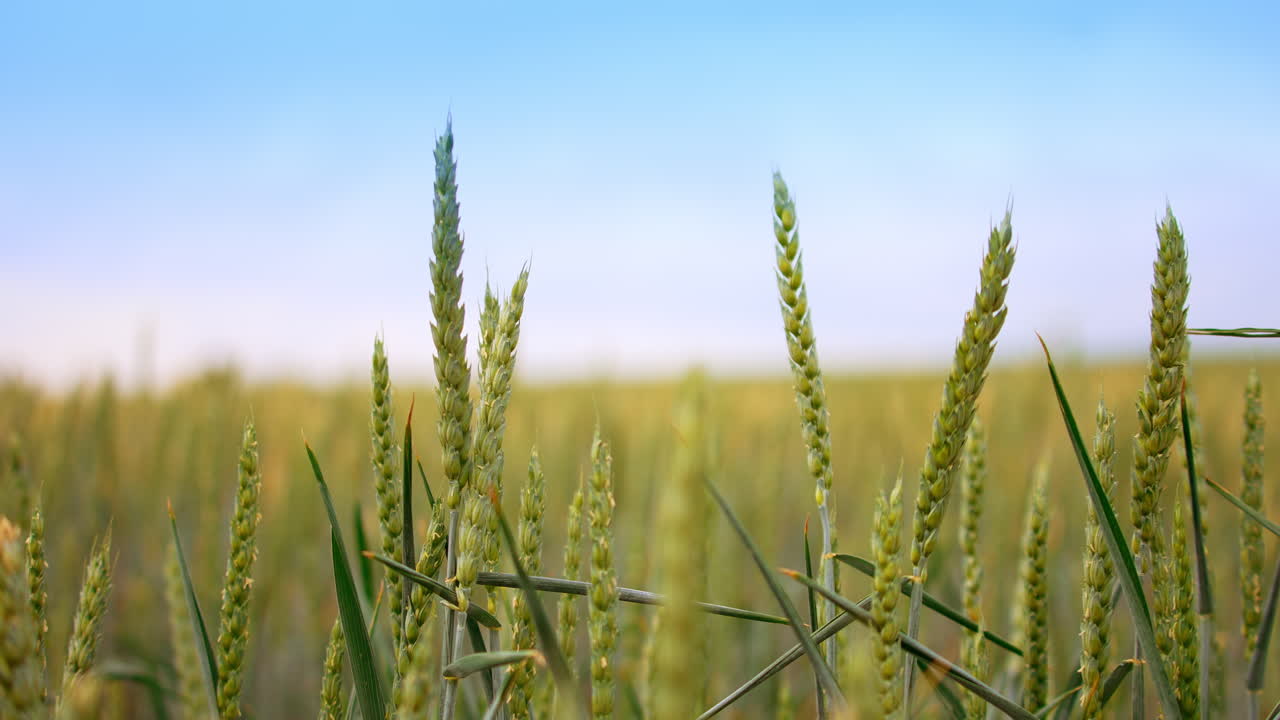Agricultural field of growing wheat in summer. Swaying ears of wheat at the backdrop of blue sky. Close up. Blurred backdrop.