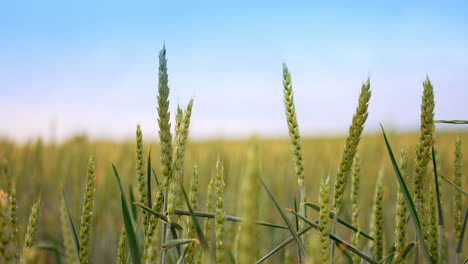 agricultural field of growing wheat in summer. swaying ears of wheat at the backdrop of blue sky. close up. blurred backdrop.