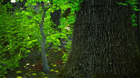 close-up of a tree trunk in a lush green forest