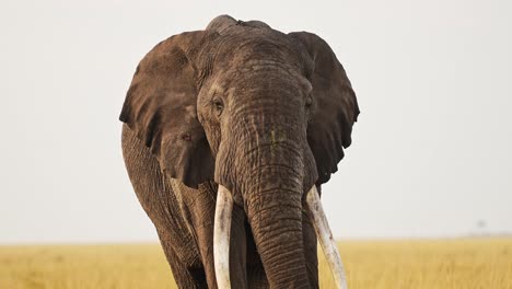 portrait of elephant big 5 five standing facing camera alone not moving, african wildlife in maasai mara national reserve, kenya, africa safari animals in masai mara north conservancy