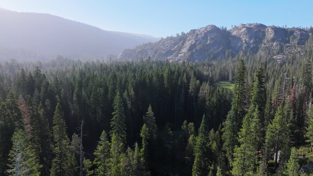 Splendida ripresa aerea degli alberi della Sierra Nevada durante l'alba.