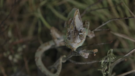 camaleón alimentándose en cautiverio con manejadores en cámara lenta