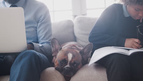 Close-up-of-pet-dog-sleeping-on-a-sofa-between-father-working-on-laptop-and-son-doing-homework,-mid-section