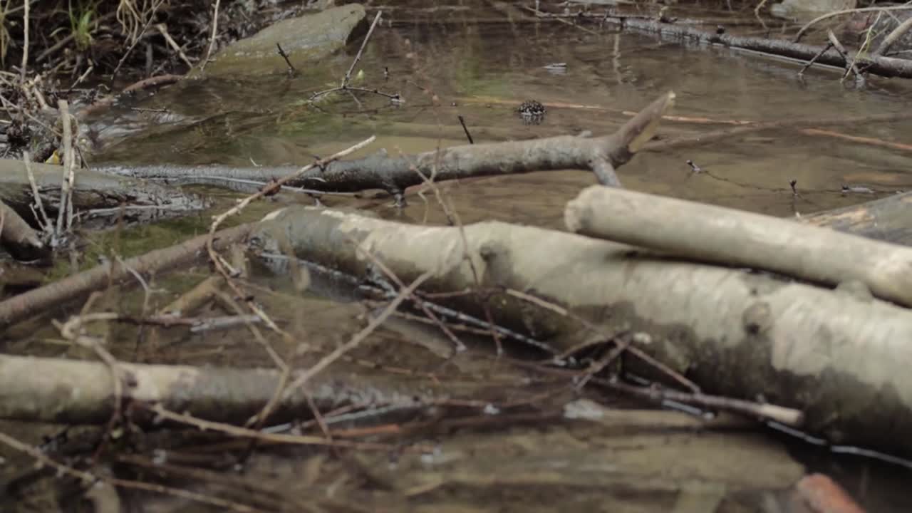 Natural clear water stream logs and twigs tilting shot