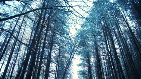 walking down snowy path looking up at snow covered trees in the woods