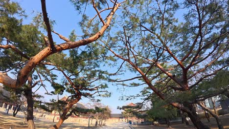 walking on pathway lined with trees leading to gyeongbokgung palace on sunny day in seoul, south korea. wide, pov shot