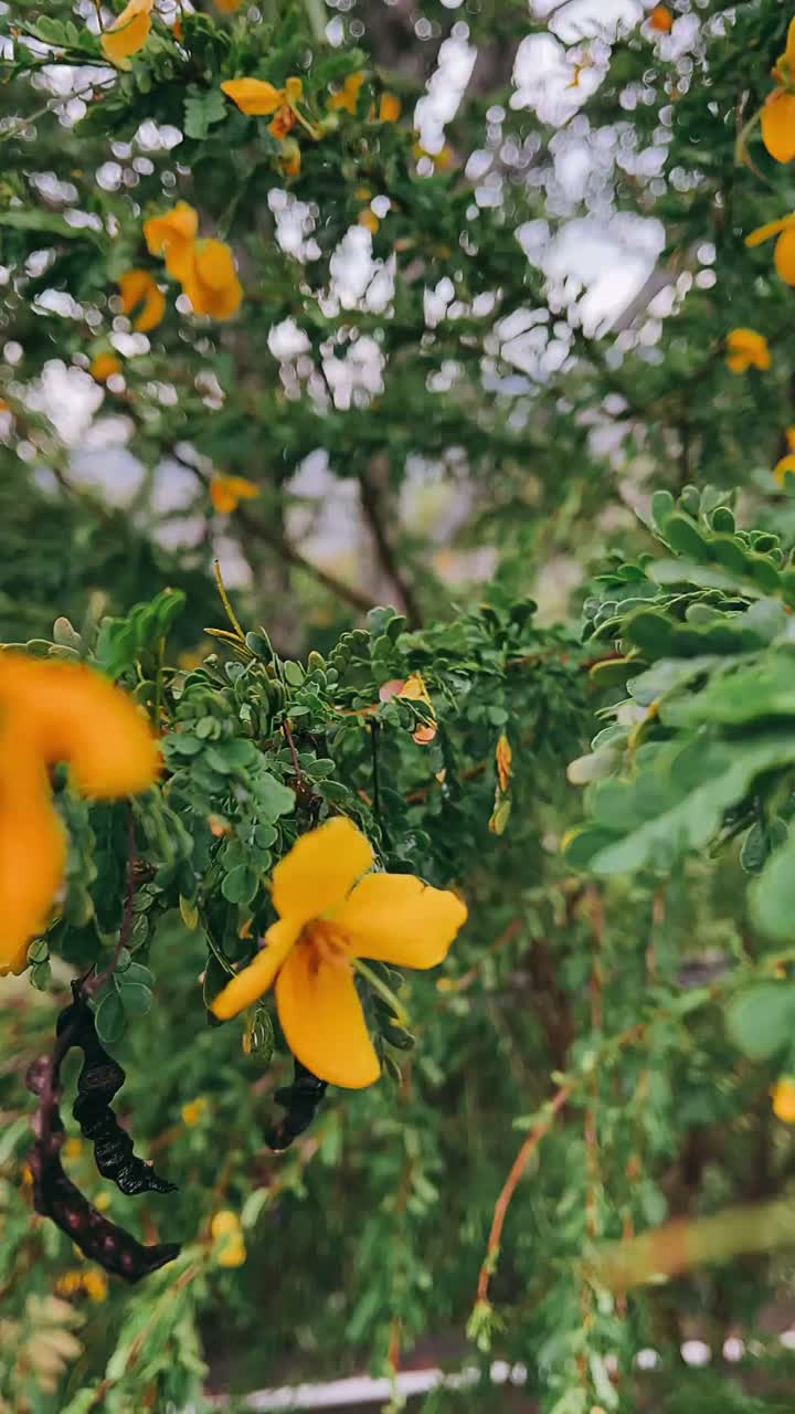 Close-up of Yellow Flowers and Green Leaves