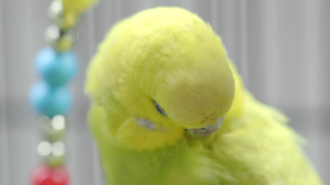 Yellow Budgie Close-Up