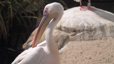 pelican preening