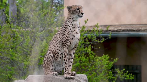 cheetah sentado en una roca mirando por encima del recinto del hábitat