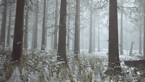 Winterweißer-Gefrorener-Wald-Im-Schnee