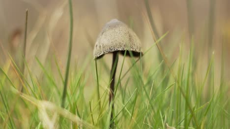 Einzelner-Stehender-Pilz,-Der-Im-Wilden-Wald-Wächst