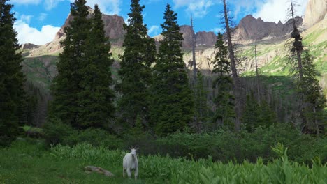 mountain goats looking around