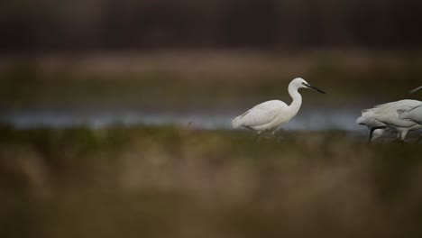 La-Bandada-De-Garcetas-Pescando-En-El-Lago