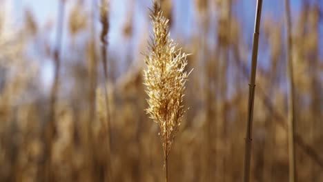 beautiful close shot of wheat leaves in the field