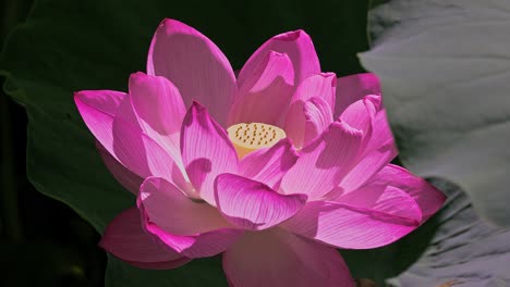 beautiful pink lotus flowers in tokyo ueno