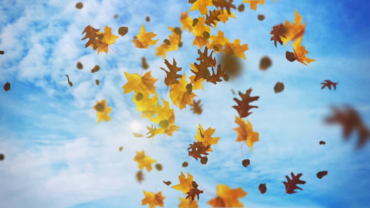 떨어지는 잎의 애니메이션 루프 가을
