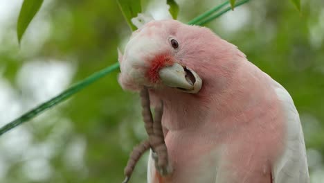 major-mitchell-kakatoo, rosa kakatoo, cacatua leadbeateri gesehen auf einem baum, kratzt seine halsfedern mit dem fuß, pflegt sein lachsrosa gefieder, nahaufnahme einer australischen vogelart