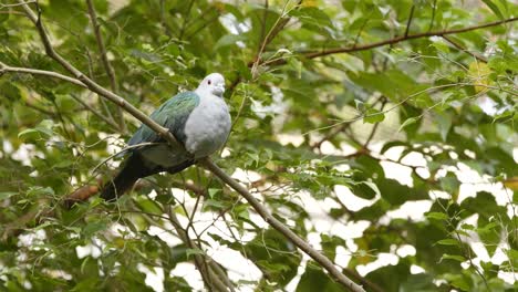 森の中の灰色の鳥