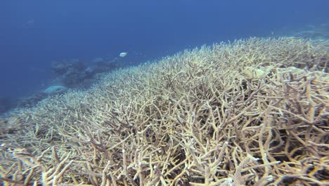 Unterwasseraufnahme-Eines-Gebleichten-Korallenriffs,-Die-Den-Düsteren-Und-Fragilen-Zustand-Der-Korallen-Verdeutlicht