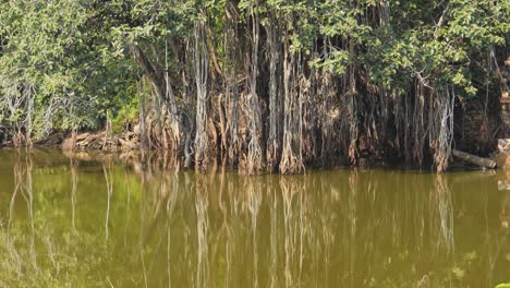 Banyan,-Auch-Banian-Geschrieben,-Ist-Eine-Feige,-Die-Ihr-Leben-Als-Epiphyt-Beginnt,-Eine-Pflanze,-Die-Auf-Einer-Anderen-Pflanze-Wächst.-Der-Nationalbaum-Der-Republik-Indien.-Ranthambore-Nationalpark,-Rajasthan,-Indien