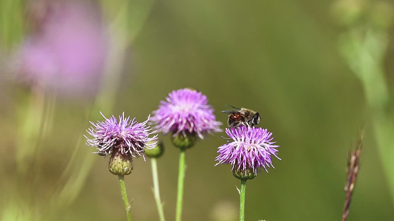 Graceful Eristalis tenax positioned on milk thistle highlighting wing detail