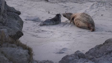 Focas-De-Puerto-En-Monterey,-California