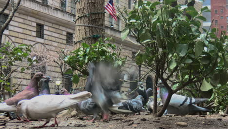 las palomas de nueva york en el parque toman vuelo