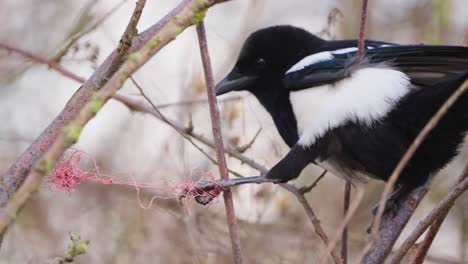 magpie trapped in plastic line tries to release the paw with its beak