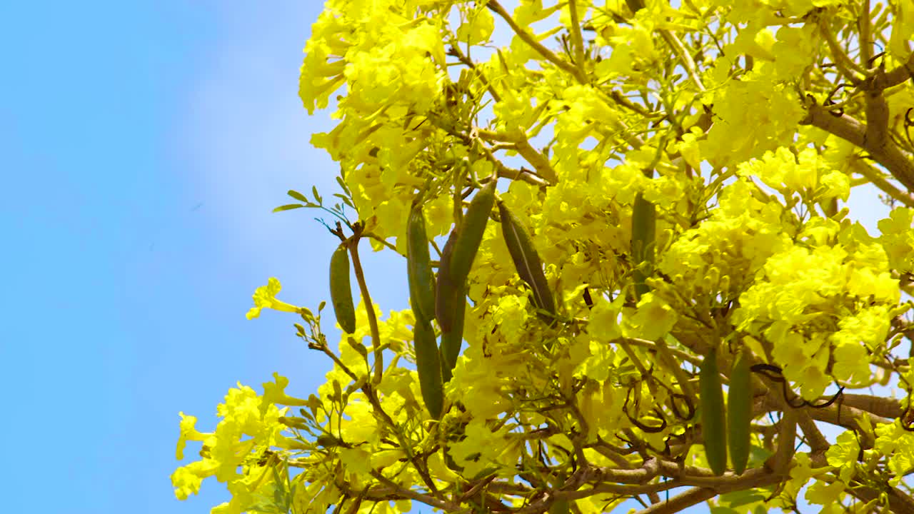 큐라소의 배경에 맑고 푸른 하늘이 있는 키브라하차 나무 꽃의 멋진 풍경 - 스테디 샷