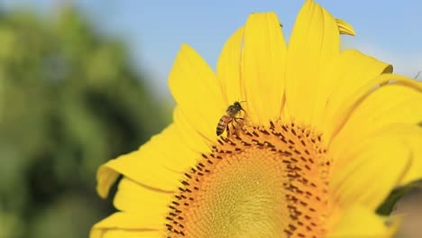 Abeja-Recolectando-Néctar-En-Un-Girasol-Durante-La-Temporada-De-Verano