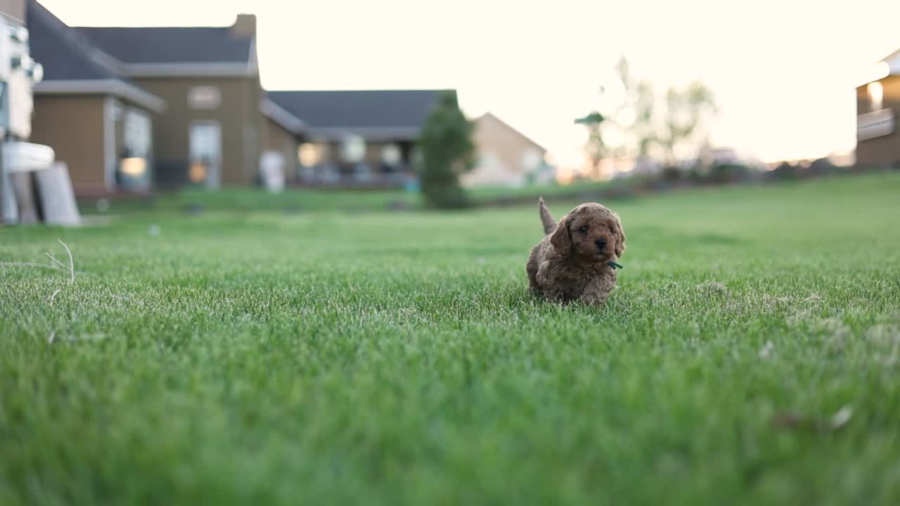 Un piccolo cucciolo di Goldendoodle appena nato che corre da solo sull'erba - Slow motion