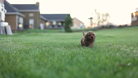 Un-Pequeño-Cachorro-De-Garabato-Dorado-Recién-Nacido-Corriendo-Solo-En-La-Hierba---Cámara-Lenta