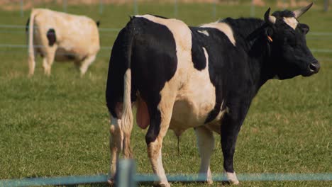 Kuh-Und-Ein-Bretonne-Pie-Noir-Stier,-Der-Auf-Einer-Wiese-Weidet