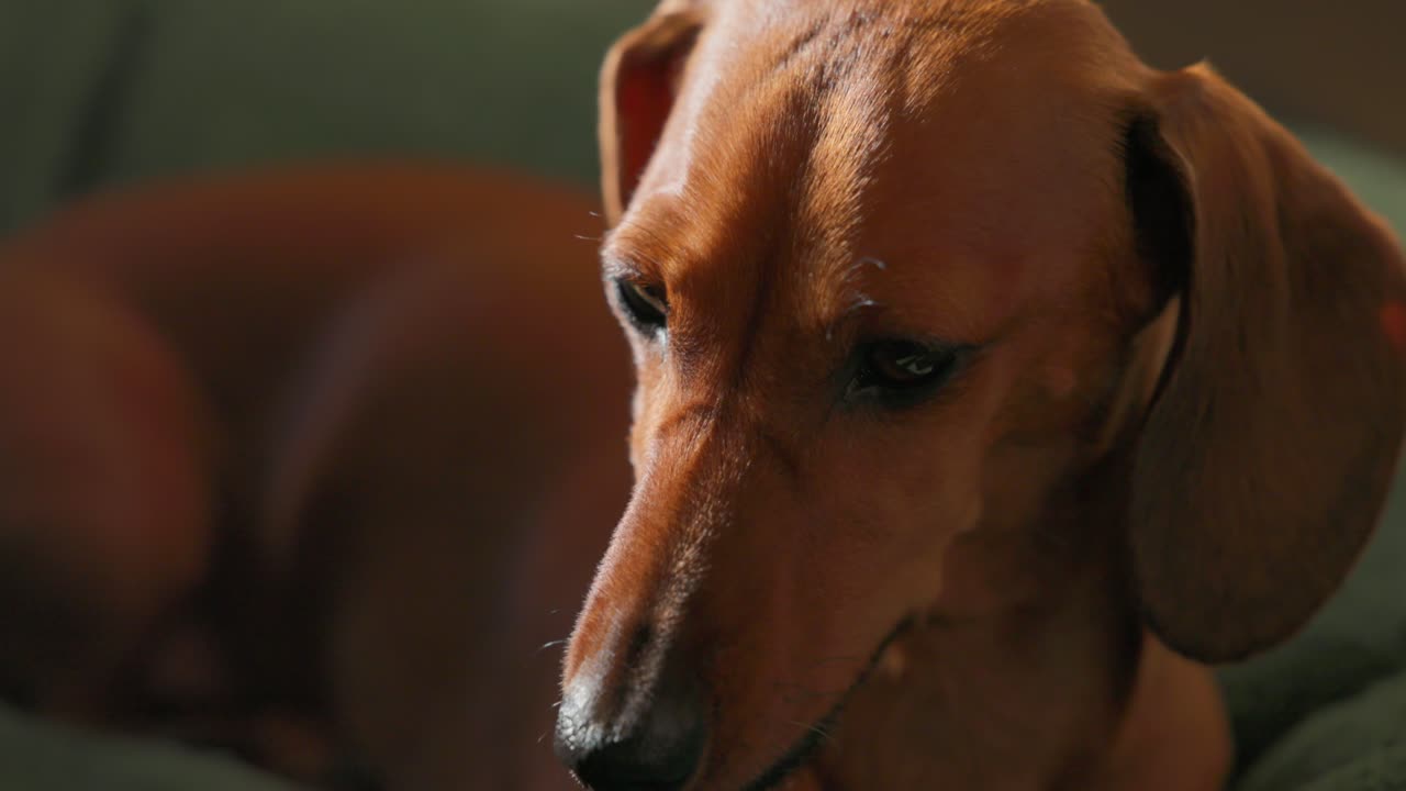 Dachshund dog portrait