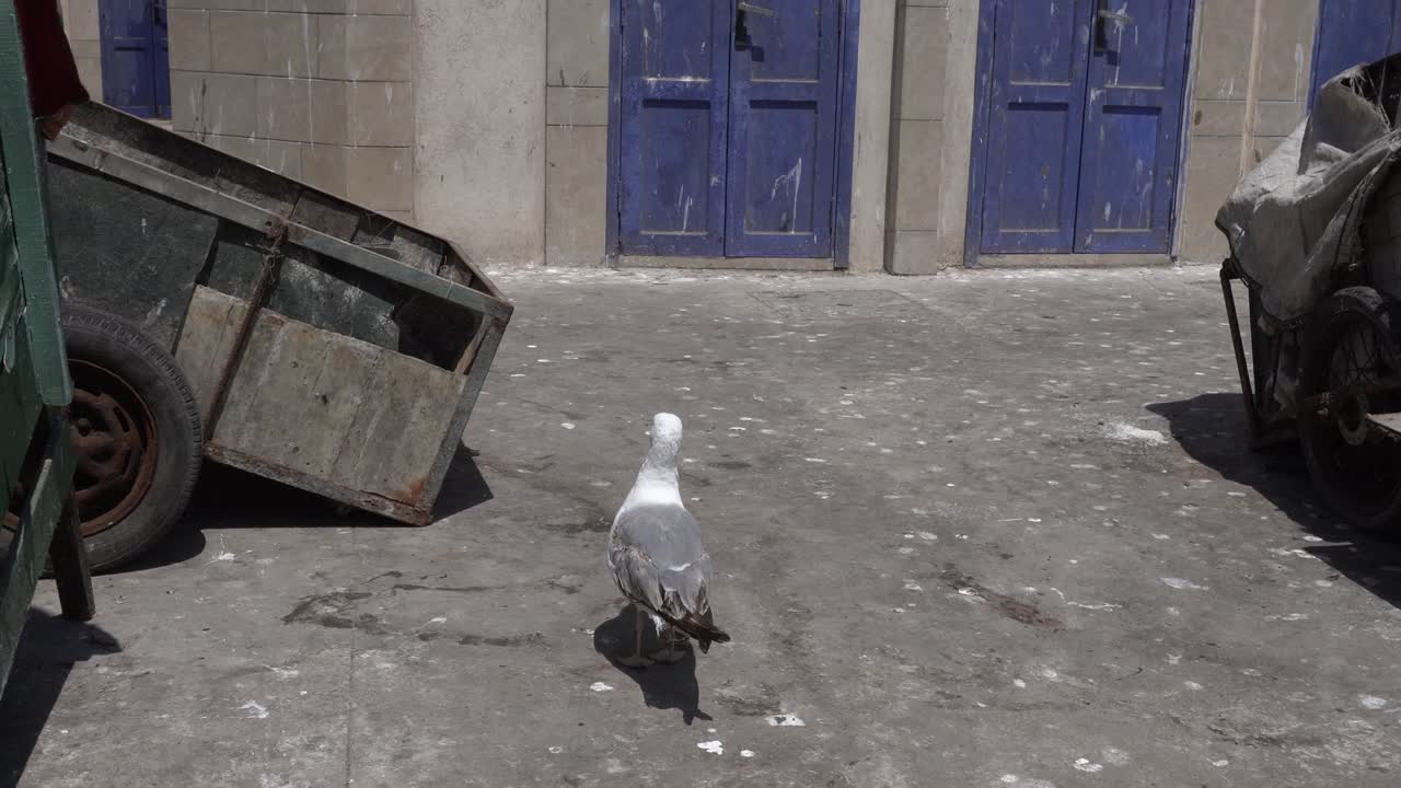 A seagull moves cheerfully, climbing onto a wooden cart and then coming back down