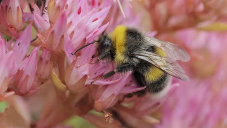 Hummel-Sammelt-An-Sonnigen-Tagen-Blütennektar.-Hummel-In-Makroaufnahme-In-Zeitlupe.