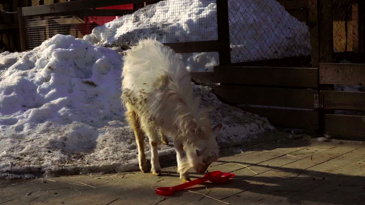 어린 염소는 아이의 은 발을 먹고 싶어하지만, 여자는 염소에게 플라스틱 발을 쳤지만, 염소는 발을 주고 싶지 않다.