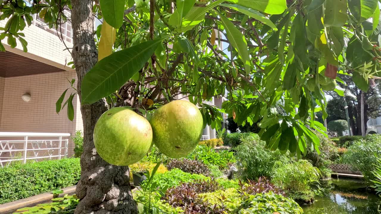 árbol de granada con la luz del sol cambiante
