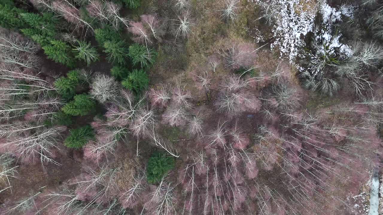 misterioso bosque de abedul vista desde arriba