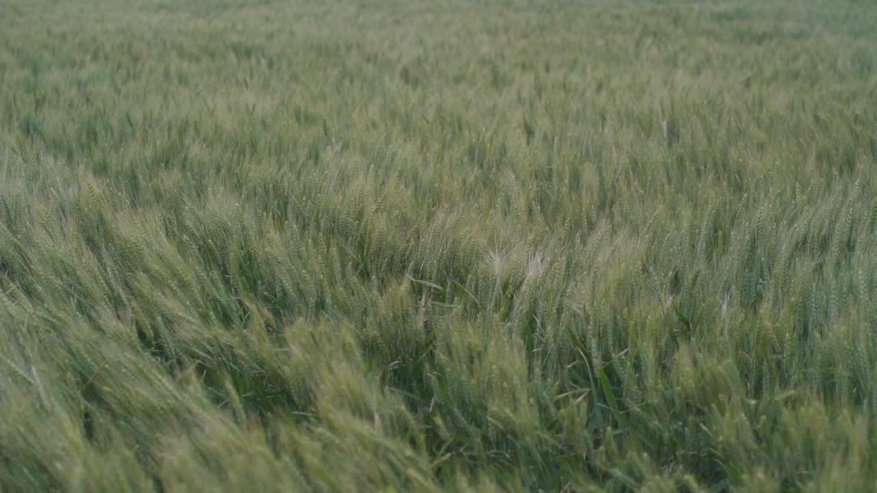 Wheat spikes dance to the rhythm of the wind. Slow-motion, wide view