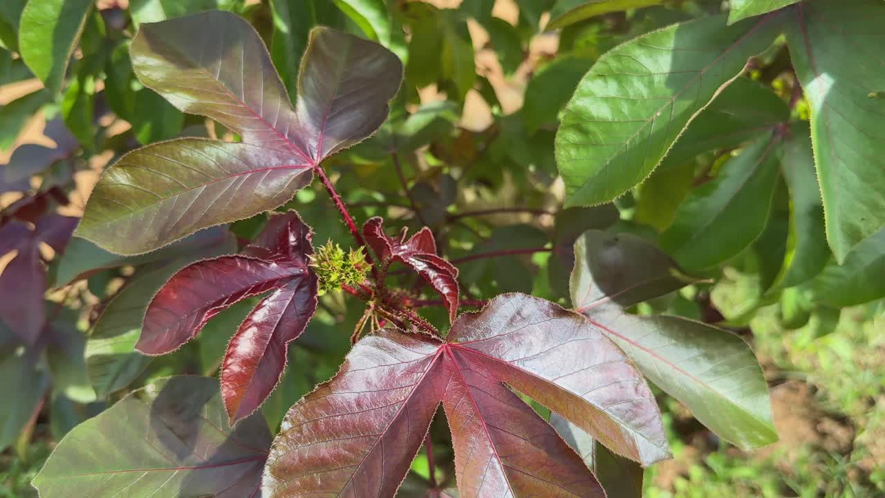 Primer plano de hojas brillantes de color granate verdoso de Jatropha gossypiifolia, comúnmente conocida como piñón de purga. Es una especie de planta con flores de la familia de las euforbiáceas